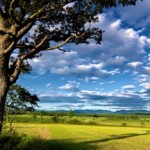 Photo of a summer tree against a beautiful cloudy and blue sky
