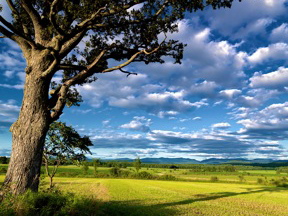 Photo of a summer tree against a beautiful cloudy and blue sky